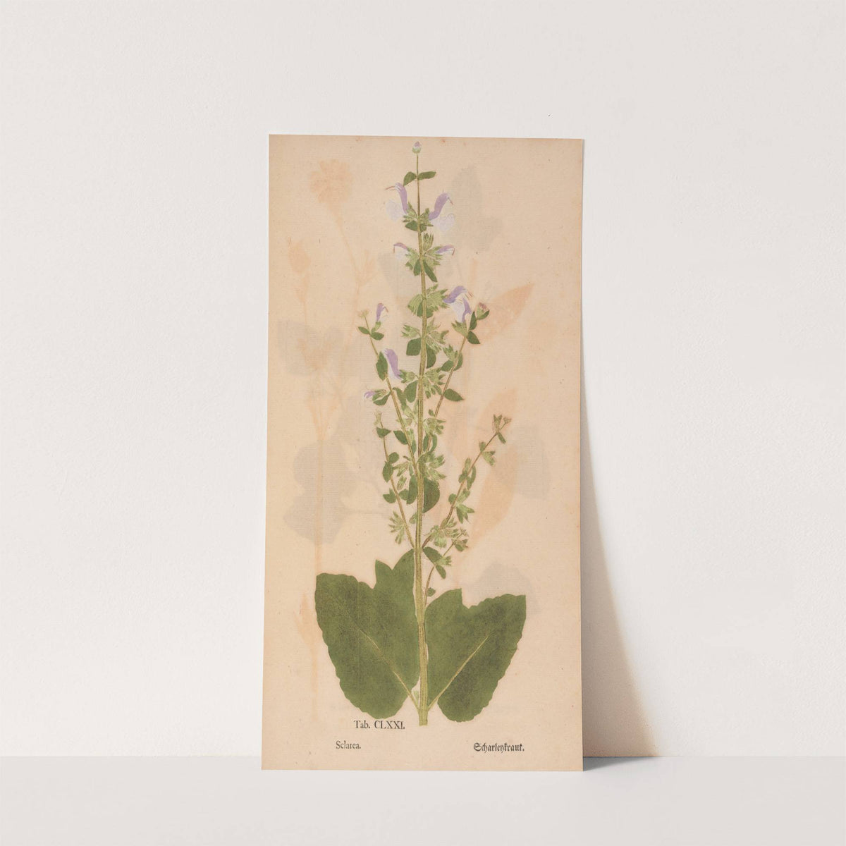 Ectypa vegetabilium Pl.171 (1760-1764) by Christian Gottlieb Ludwig