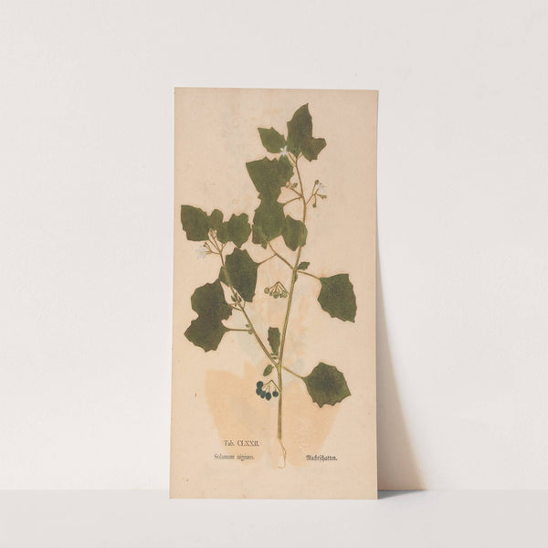 Ectypa vegetabilium Pl.172 (1760-1764) by Christian Gottlieb Ludwig