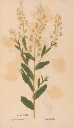 Ectypa vegetabilium Pl.173 (1760-1764)