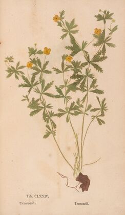 Ectypa vegetabilium Pl.174 (1760-1764)