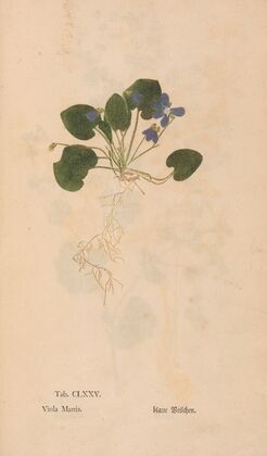 Ectypa vegetabilium Pl.175 (1760-1764)