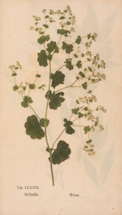 Ectypa vegetabilium Pl.176 (1760-1764)