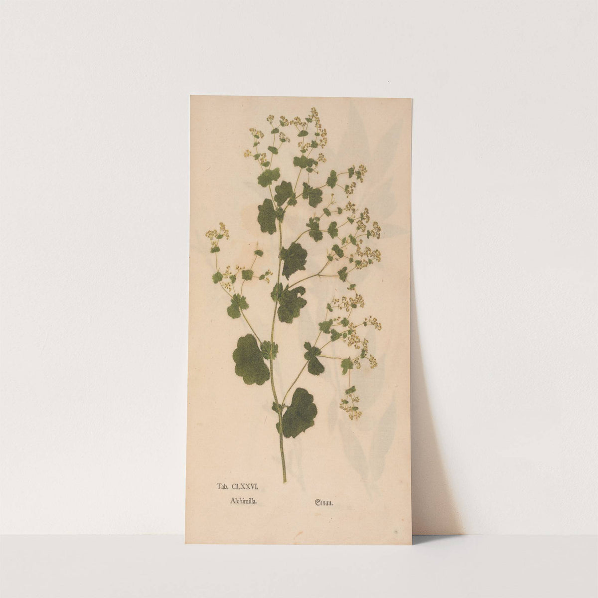 Ectypa vegetabilium Pl.176 (1760-1764) by Christian Gottlieb Ludwig