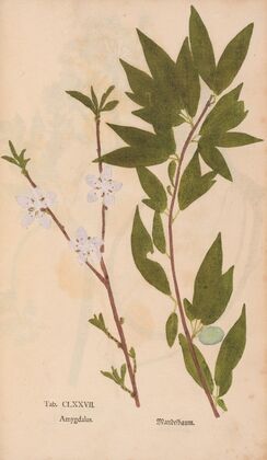 Ectypa vegetabilium Pl.177 (1760-1764)