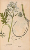 Ectypa vegetabilium Pl.178 (1760-1764)