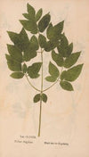 Ectypa vegetabilium Pl.179 (1760-1764)