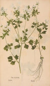 Ectypa vegetabilium Pl.180 (1760-1764)