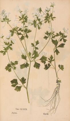 Ectypa vegetabilium Pl.180 (1760-1764)