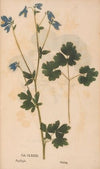Ectypa vegetabilium Pl.181 (1760-1764)