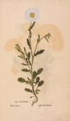Ectypa vegetabilium Pl.183 (1760-1764)