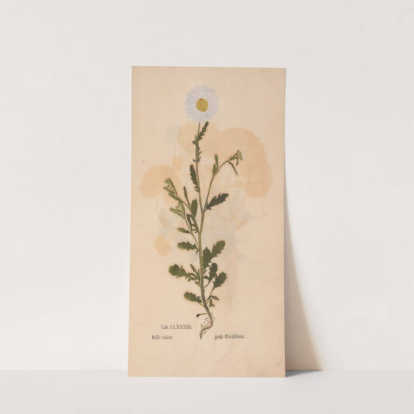 Ectypa vegetabilium Pl.183 (1760-1764) by Christian Gottlieb Ludwig