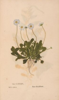 Ectypa vegetabilium Pl.184 (1760-1764) — size preview