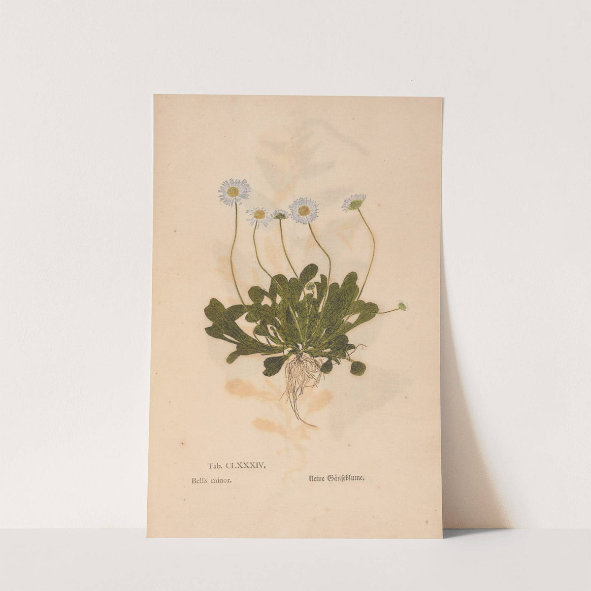 Ectypa vegetabilium Pl.184 (1760-1764) by Christian Gottlieb Ludwig
