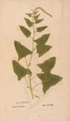 Ectypa vegetabilium Pl.185 (1760-1764)