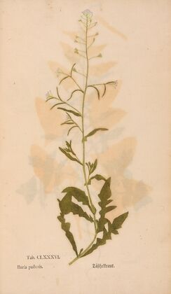 Ectypa vegetabilium Pl.186 (1760-1764)