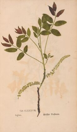 Ectypa vegetabilium Pl.188 (1760-1764)