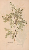 Ectypa vegetabilium Pl.189 (1760-1764)