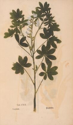 Ectypa vegetabilium Pl.191 (1760-1764)