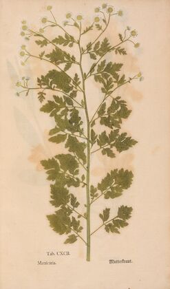 Ectypa vegetabilium Pl.192 (1760-1764)