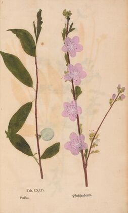 Ectypa vegetabilium Pl.194 (1760-1764)