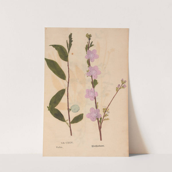 Ectypa vegetabilium Pl.194 (1760-1764) by Christian Gottlieb Ludwig