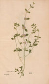 Ectypa vegetabilium Pl.195 (1760-1764)