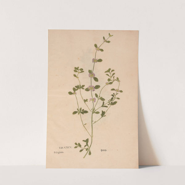 Ectypa vegetabilium Pl.195 (1760-1764) by Christian Gottlieb Ludwig