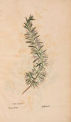 Ectypa vegetabilium Pl.196 (1760-1764)