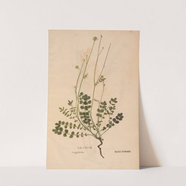 Ectypa vegetabilium Pl.197 (1760-1764) by Christian Gottlieb Ludwig