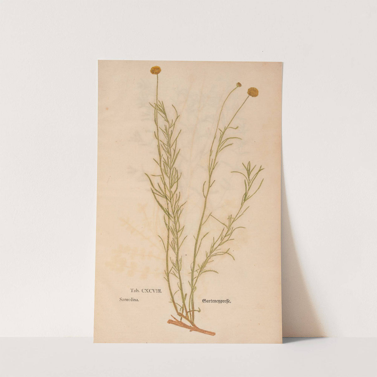 Ectypa vegetabilium Pl.198 (1760-1764) by Christian Gottlieb Ludwig