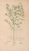 Ectypa vegetabilium Pl.199 (1760-1764)