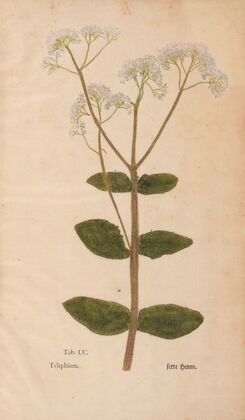 Ectypa vegetabilium Pl.200 (1760-1764)