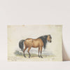 Eelback Dun Stock, Ukraine Decussated Horse (1837) by Charles Hamilton Smith