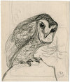 Een kleine uil