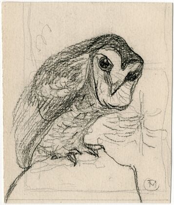 Een kleine uil
