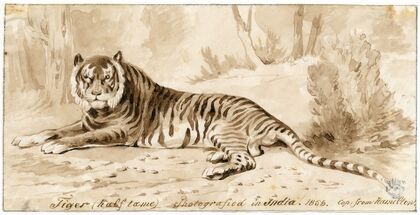 Een liggende tijger (1858)