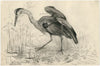 Een reiger aan de waterkant