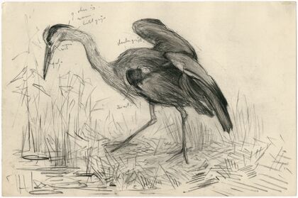 Een reiger aan de waterkant