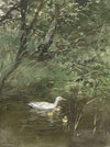 Eendjes in het water