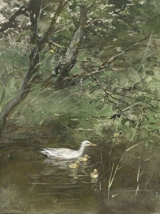 Eendjes in het water