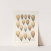 Eggs of Blood Partridges, Tragopans, Impeyans and Eared -Pheasants. (1918-1922) by Henrik Gronvold