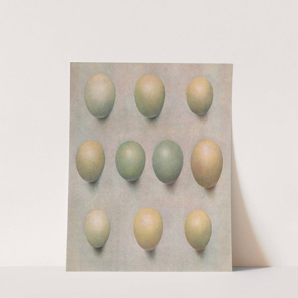 Eggs Of British Diving Ducks by Henrik Gronvold