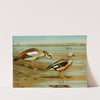 Egyptian Goose, Orinoco Goose by Louis Agassiz Fuertes