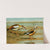Egyptian Goose, Orinoco Goose by Louis Agassiz Fuertes