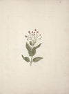 Ehretia cymosa Thonning