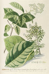 Ehretia