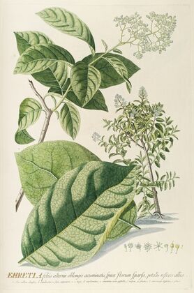 Ehretia