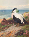 Eider Duck (1913)