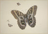 Ein großer brauner Schmetterling, zwei kleine und ein Insekt