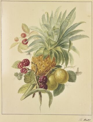 Eine Ananas, Pflaumen und Himbeeren — size preview